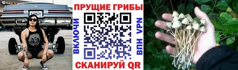 МЕГА   нарко площадка телеграм  Псилоцибиновые грибы ЛСД  Темников 